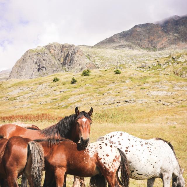 Chevaux 2018 @ot Oz