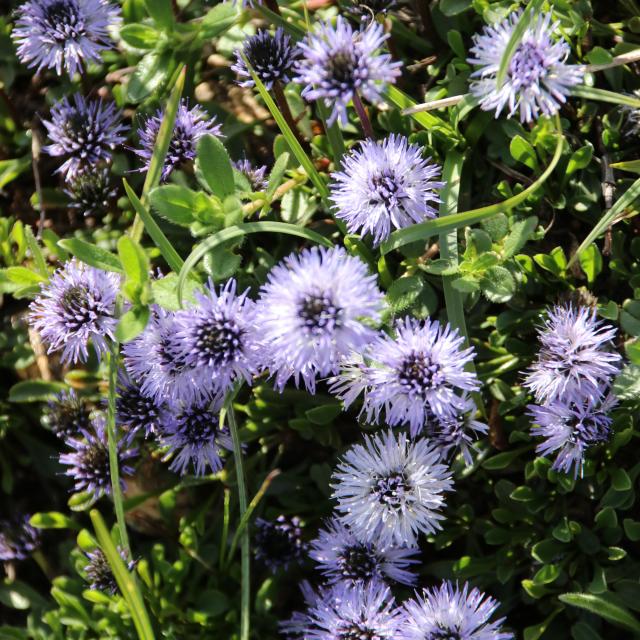 Fleurs Lacs Et Montagnes