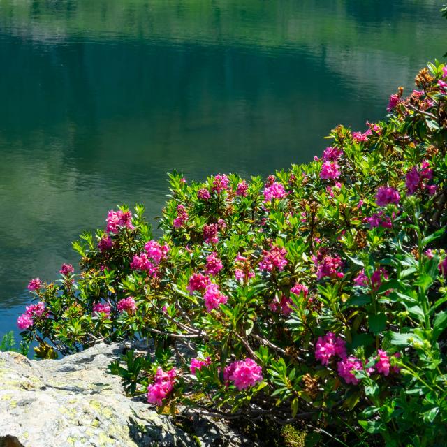 Rhododendron