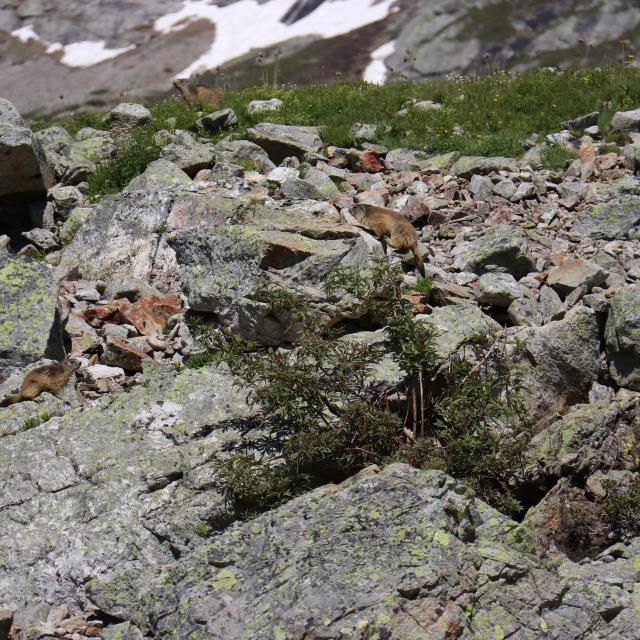 Marmottes@office De Tourisme D'oz En Oisans (2) Bd