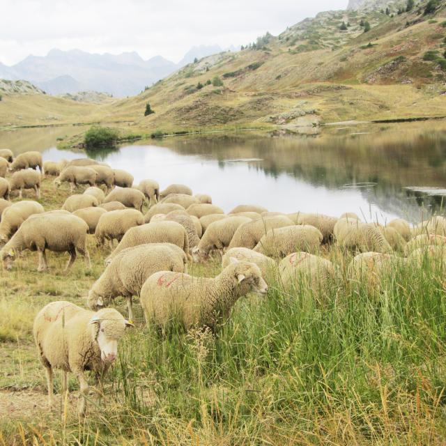 Moutons Plateau Des Lacs 2019@ot Oz (7)