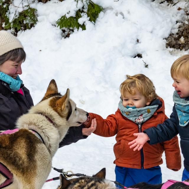 Chiens De Traîneaux 2020@images&rêves (12)