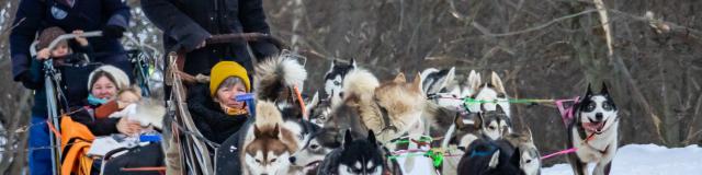 Chiens De Traîneaux