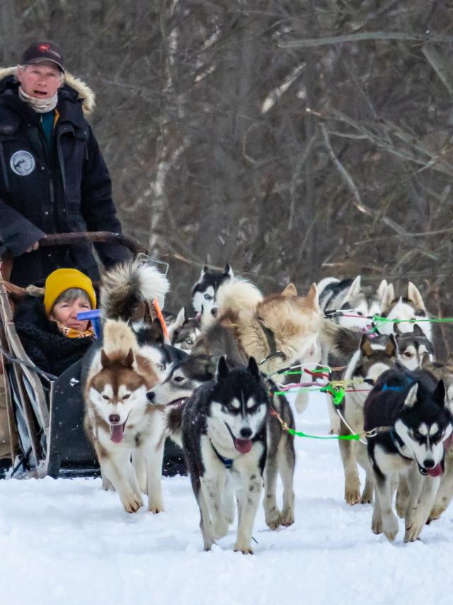 Chiens De Traîneaux 2020@images&rêves (16)