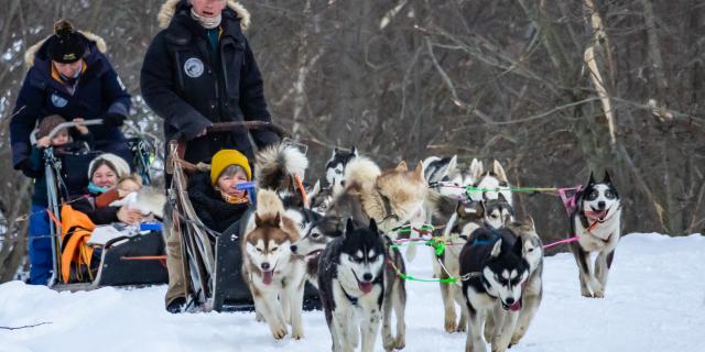 Chiens De Traîneaux 2020@images&rêves (16)