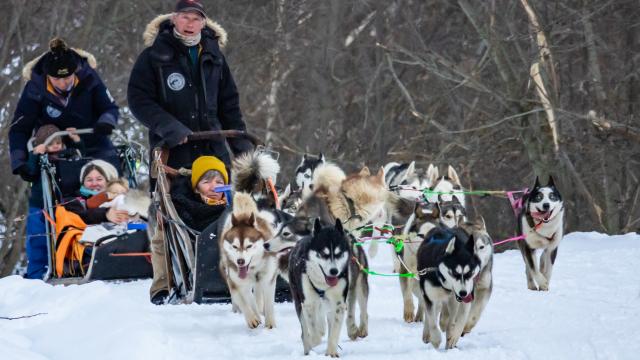 Chiens De Traîneaux 2020@images&rêves (16)