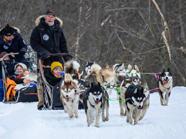 Chiens De Traîneaux 2020@images&rêves (16)