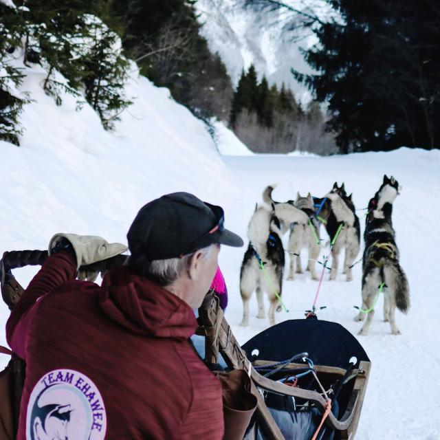 Chiens de Traîneaux