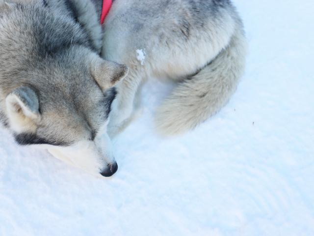 Chien de traîneau