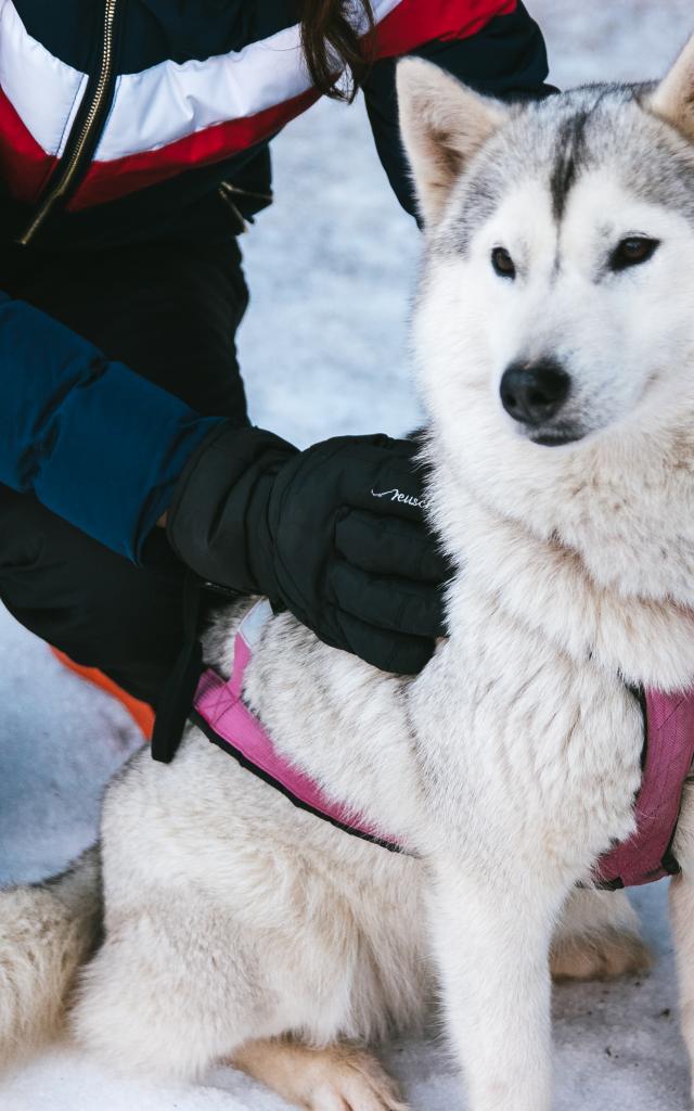 Soirée trappeur avec chiens de traîneaux